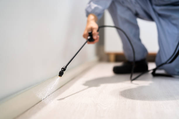 Licensed Rodent Control service in Boca Raton, FL - Nex Pest Control