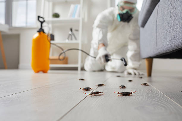Trusted Rodent Control service in Boca Raton, FL - Nex Pest Control